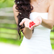 juicy red raspberries in the hands of the bride