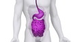 Male GUTS medical scan anatomy in white loop