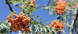 ashberry with leafs on sky background, september