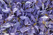 crocus crocus
