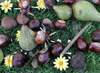 Fruit d'automne Fruit d'automne