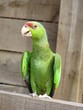 Perroquet vert