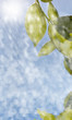 rain and sun, leaves reflected in water