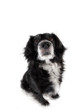 Details der Fotografie dog on a white background