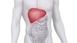 Male LIVER medical scan anatomy in white loop