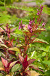 colorful plant