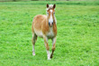 Horse in a green meadow Horse in a green meadow