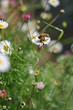 Abeille qui butine