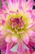 Chrysanthemum flower head