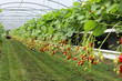 culture in a greenhouse strawberry and strawberries culture in a greenhouse strawberry and strawberries