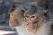 macaco primo piano