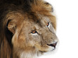 noble lion on a black background