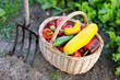 Fresh organic vegetables in a basket and a pitchfork