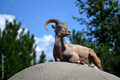 Photo: Scenic Mountain Goat Scenic Mountain Goat