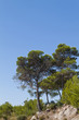Vegetation on the Costline of Majorca, Spain Vegetation on the Costline of Majorca, Spain