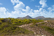 Vegetation on the Costline of Majorca, Spain Vegetation on the Costline of Majorca, Spain