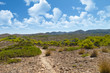 Vegetation on the Costline of Majorca, Spain Vegetation on the Costline of Majorca, Spain