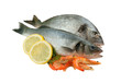 Dorado, seabass and shrimp isolated on white