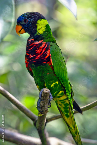 Photo: Rainbow Lory Rainbow Lory