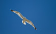 Seagull sailing on the wind