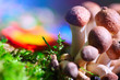 Mushrooms
