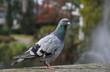Taube