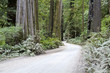 Photo: Redwood National and State Parks California Redwood National and State Parks California