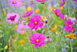 Sommerblumen