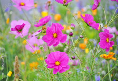 Photo: Sommerblumen Sommerblumen