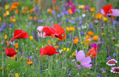 Photo: Summer feeling Summer feeling