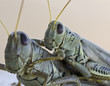 A Close Up View of Grasshoppers Riding Piggyback