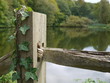 serene pond