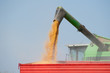 corn harvest