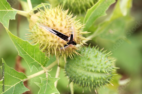 Photo: gemeiner stechapfel gemeiner stechapfel