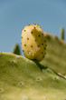 fig prickly pear