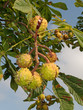 Rosskastanien - Aesculus