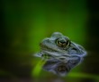 Grasfrosch