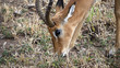Impala im Chobe Nationalpark