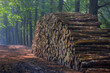 Pile of wood next to a path through a beech forest Pile of wood next to a path through a beech forest
