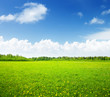 field of spring flowers and perfect sky