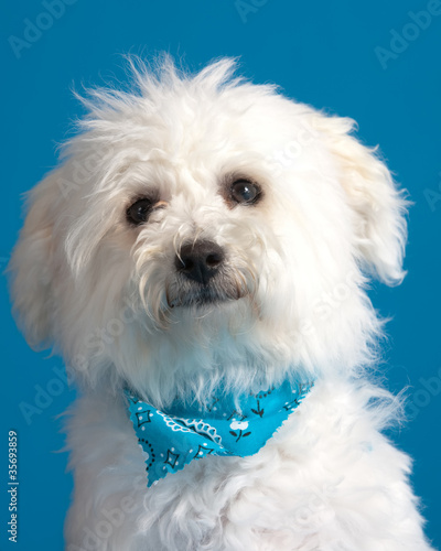 Photo: Bichon Frise Puppy Bichon Frise Puppy