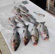 peche, poisson, loup