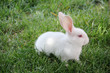 cute little white rabbit and green grass