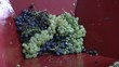 harvest (grapes ginning)