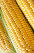 corn cob between green leaves