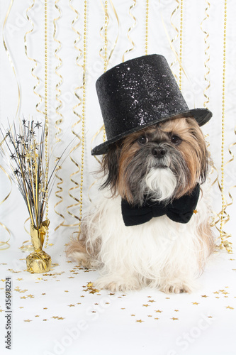 Photo: A Handsome Shih Tzu Celebrates New Year's A Handsome Shih Tzu Celebrates New Year's