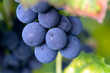 Blau Trauben