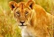 Beautiful wild african lioness Beautiful wild african lioness