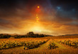 Autumn Vineyard Sunset Autumn Vineyard Sunset