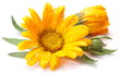 Caledula flowers.
